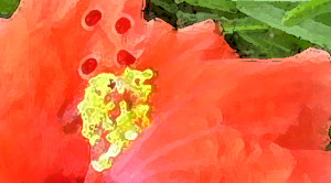 Red Hibiscus (I)