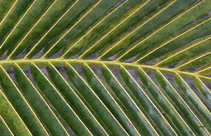 Tropical Palm Shade (II)